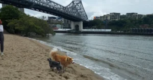 dog-friendly walks